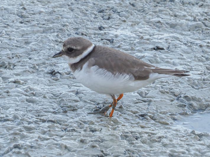 Common Ringed Plover.jpg